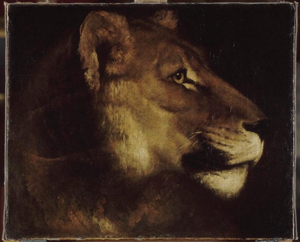 The head of lion